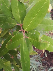 Avicennia