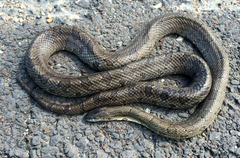 Lampropeltis calligaster