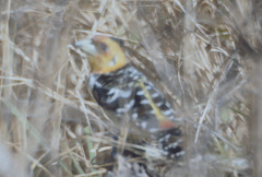 Trachyphonus vaillantii vaillantii