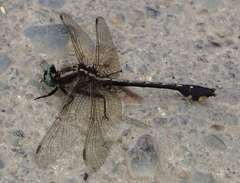 Gomphurus ozarkensis