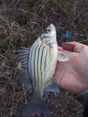 Morone mississippiensis