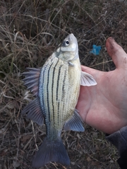 Morone mississippiensis