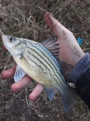 Morone mississippiensis