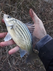 Morone mississippiensis