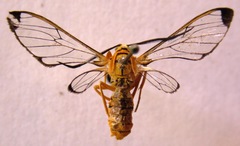 Isanthrene felderi