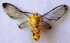 Isanthrene felderi