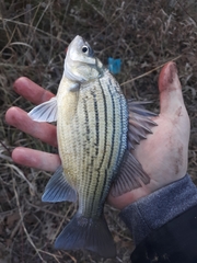 Morone mississippiensis