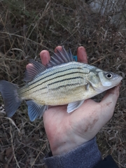 Morone mississippiensis