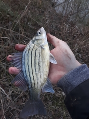 Morone mississippiensis