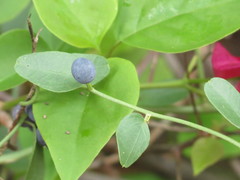 Cocculus diversifolius