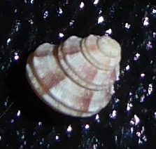 Pagodatrochus variabilis