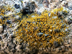 Xanthocarpia feracissima