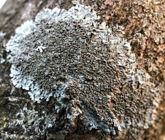 Hyperphyscia syncolla