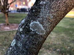 Hyperphyscia syncolla