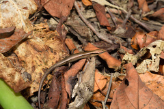 Scincella formosensis