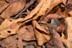 Scincella formosensis