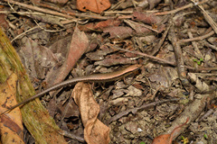 Scincella formosensis