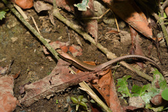 Scincella formosensis