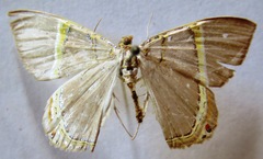 Phrygionis privignaria