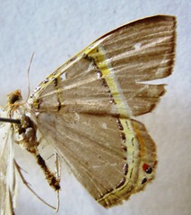 Phrygionis privignaria