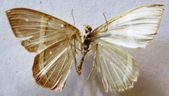 Phrygionis privignaria