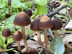 Psathyrella atrospora