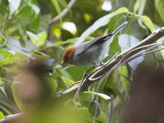 Thlypopsis fulviceps