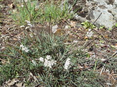 Lomatium geyeri