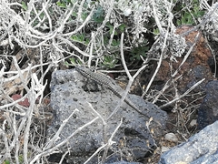 Podarcis filfolensis