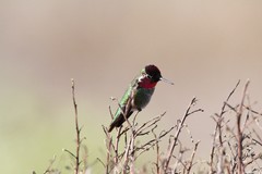 Calypte anna