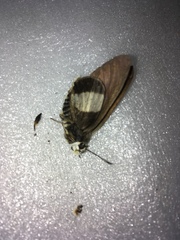 Coeliades forestan forestan