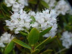 Veronica rakaiensis