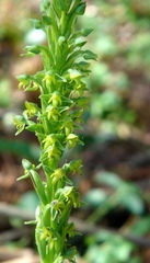 Habenaria parviflora