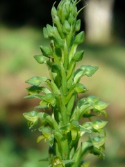 Habenaria parviflora