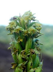 Habenaria parviflora