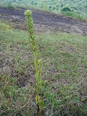 Habenaria parviflora