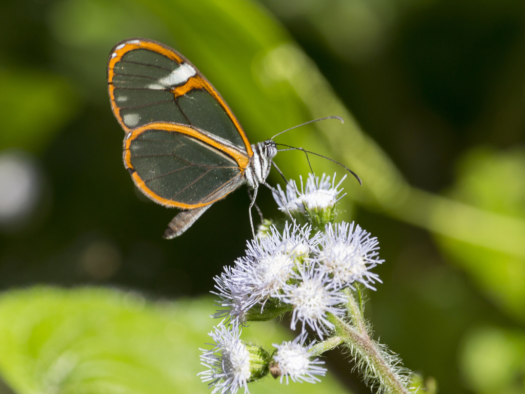 Artena Clearwing