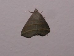 Colobochyla salicalis