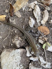 Pholidoscelis griswoldi
