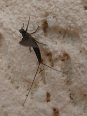 Ephemeroptera