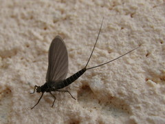 Ephemeroptera
