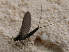 Ephemeroptera