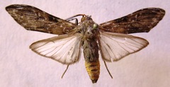Hyaleucerea gigantea