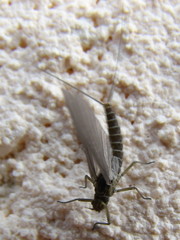 Ephemeroptera
