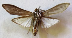 Hyaleucerea gigantea