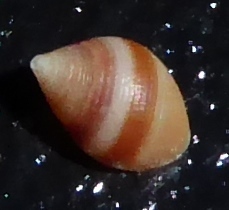 Allochroa layardi