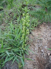 Habenaria subviridis