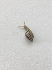 Drymaeus poecilus