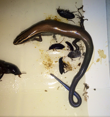 Plestiodon tetragrammus brevilineatus