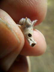 Argyroploce chlorosaris